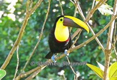 yellow throated toucan thumbnail graphic